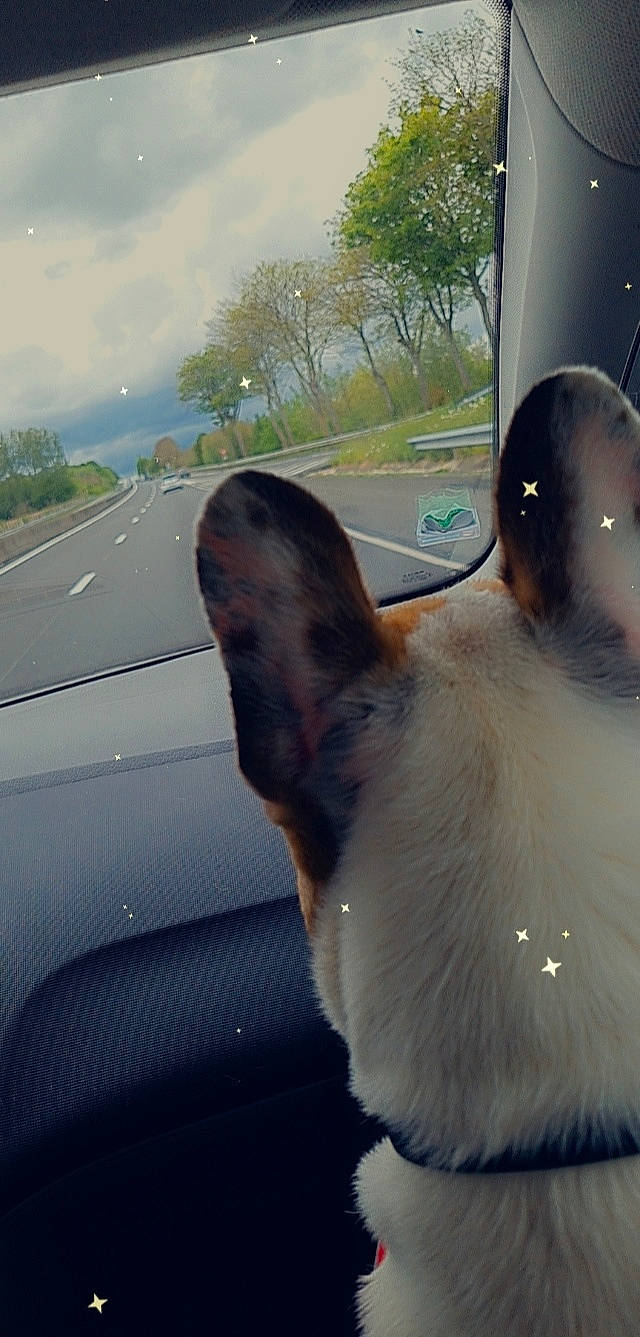 Ollister participe au concours pour gagner de l'argent avec cette photo : automotive_exterior, automotive_lighting, automotive_mirror, car, carnivore, companion_dog, dog, dog_breed, fawn, hood, plant, rear_view_mirror, sky, steering_wheel, tints_and_shades, tree, vehicle, vehicle_door, window, windscreen_wiper