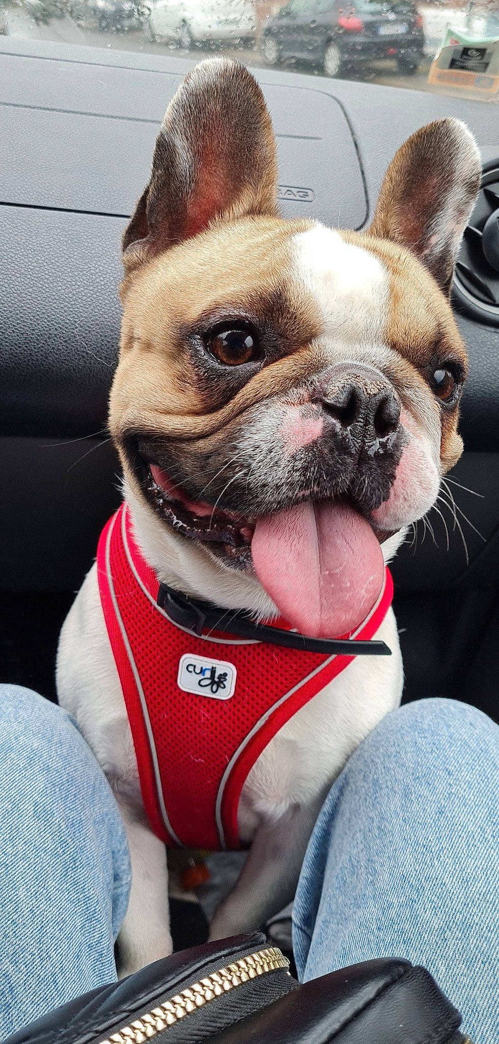 Ollister participe au concours pour gagner de l'argent avec cette photo : blue, bulldog, canidae, carnivore, collar, companion_dog, dog, dog_breed, dog_collar, ear, fawn, head, leash, selfie, snout, sporting_group, terrestrial_animal, toy_dog, whiskers, working_animal