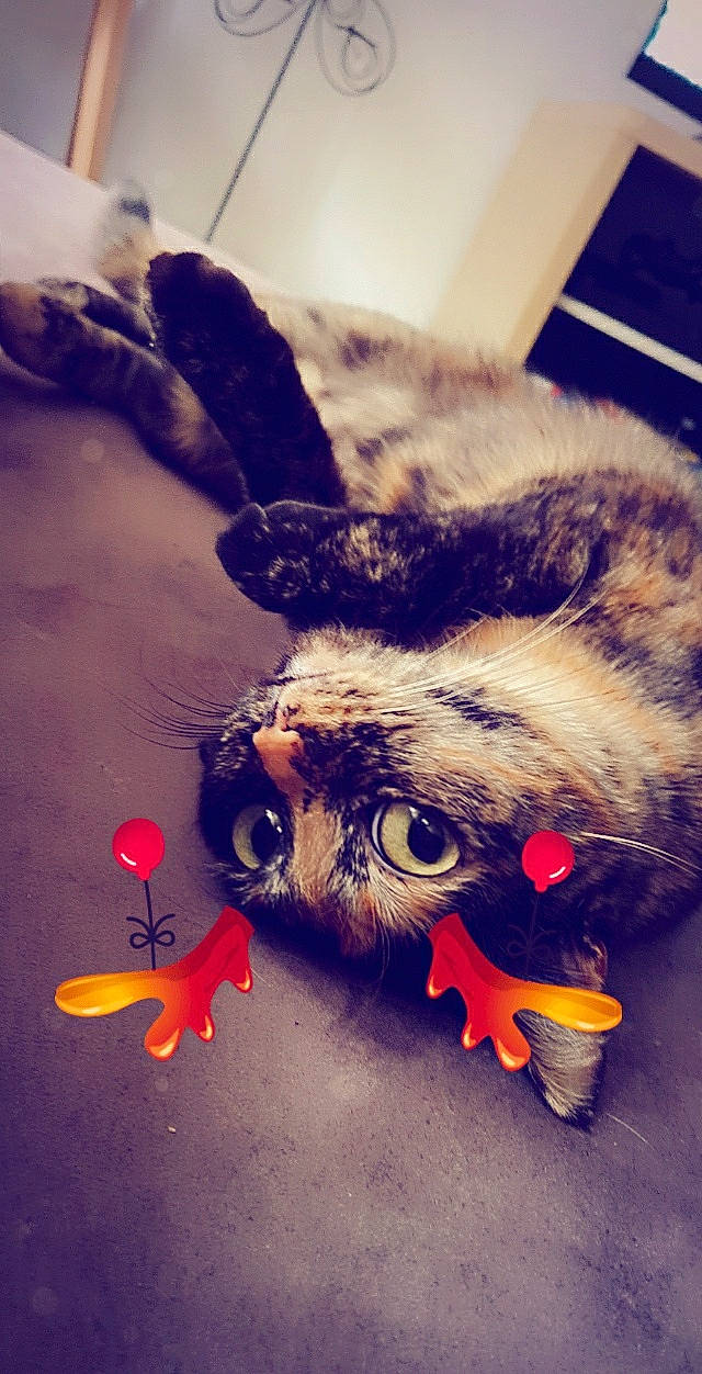 Plume a rejoint le concours — aidez-le/la à gagner de superbes lots ! carnivore, cat, claw, cloud, companion_dog, domestic_short_haired_cat, eyewear, fawn, felidae, fur, happy, metal, meteorological_phenomenon, paw, sky, small_to_medium_sized_cats, snout, tail, visual_arts, whiskers