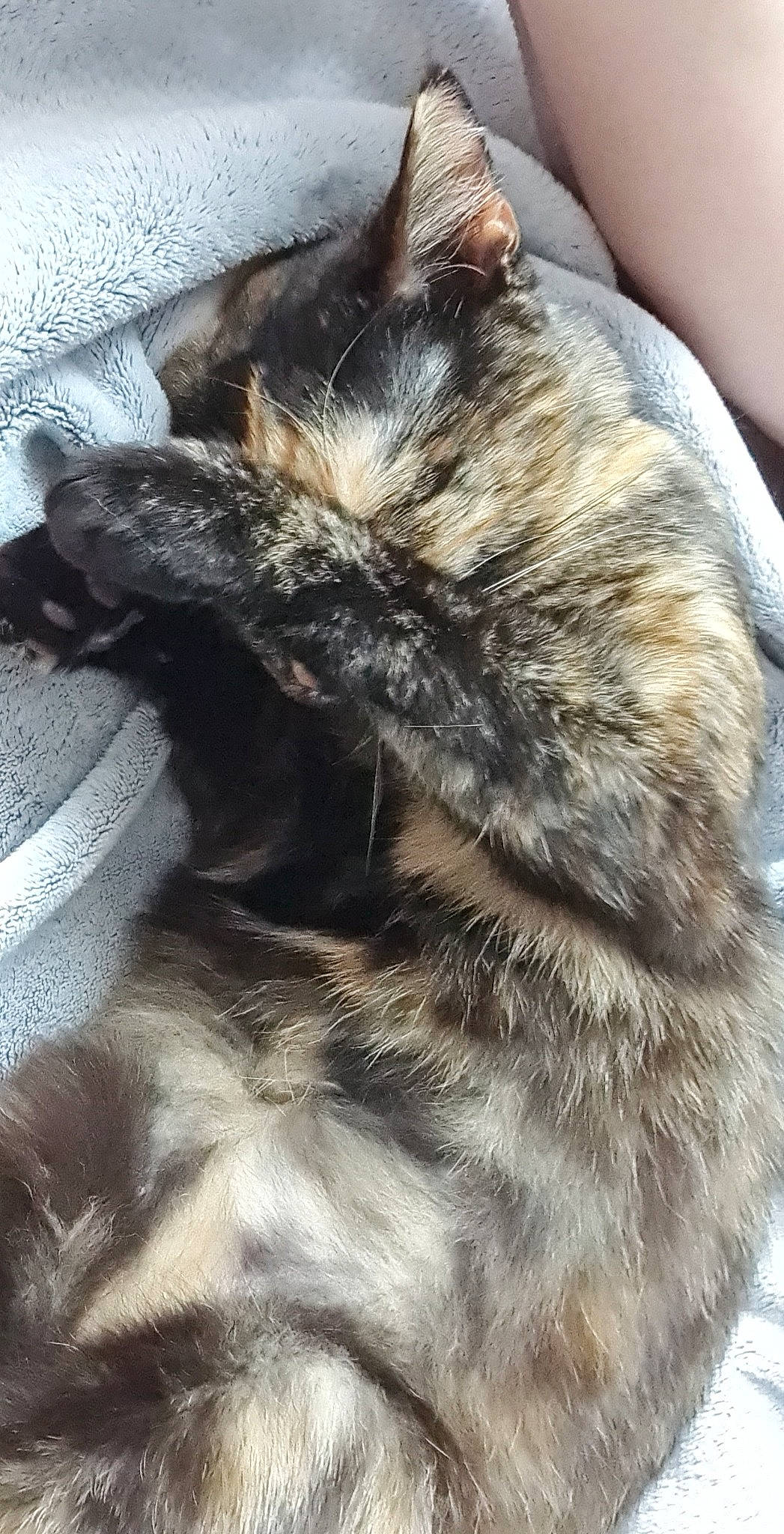 Plume a rejoint le concours — aidez-le/la à gagner de superbes lots ! canidae, carnivore, cat, claw, comfort, dog_breed, domestic_short_haired_cat, felidae, fur, nap, paw, sleep, small_to_medium_sized_cats, snout, tail, terrestrial_animal, whiskers