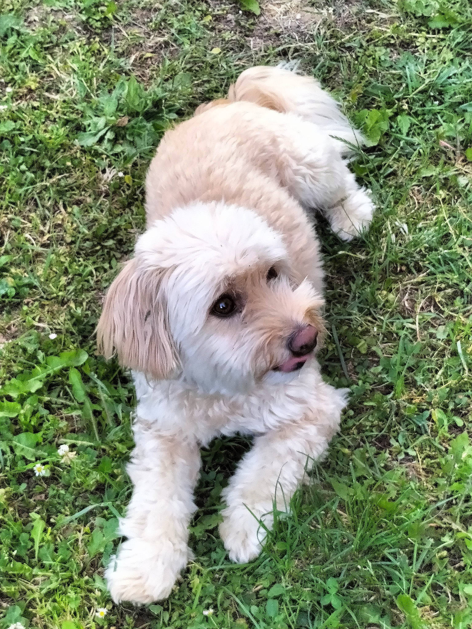 Tod participe au concours pour gagner de l'argent avec cette photo : canidae, carnivore, companion_dog, dog, dog_breed, dog_supply, fur, grass, groundcover, non_sporting_group, plant, poodle, puppy, small_terrier, snout, tail, terrier, toy_dog, water_dog, working_animal