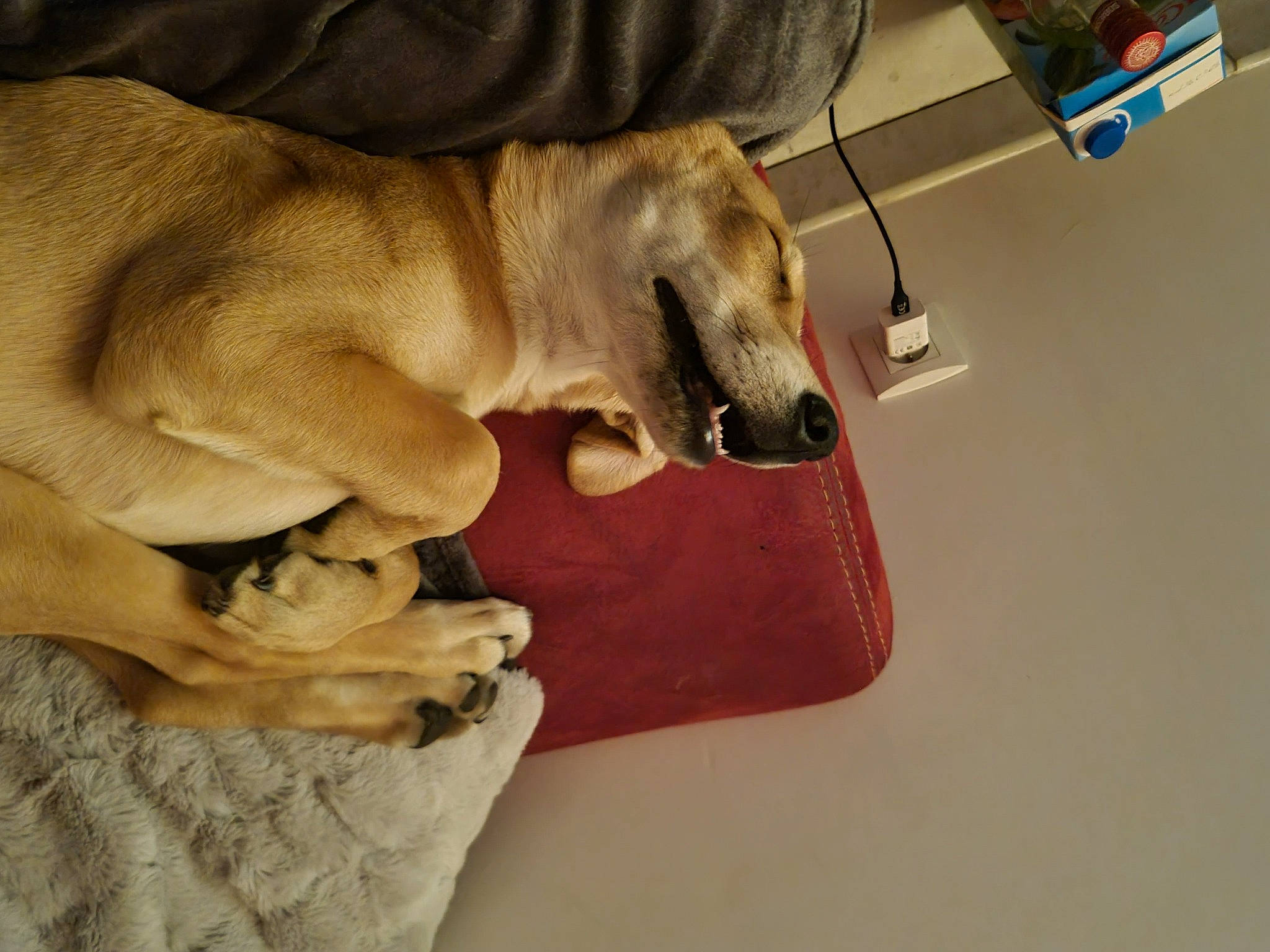 Sosa a rejoint le concours — aidez-le/la à gagner de superbes lots ! carnivore, collar, comfort, companion_dog, dog, dog_breed, dog_collar, dog_supply, fawn, hardwood, paw, pet_supply, rampur_greyhound, sighthound, snout, sporting_group, tail, terrestrial_animal, wood, working_animal