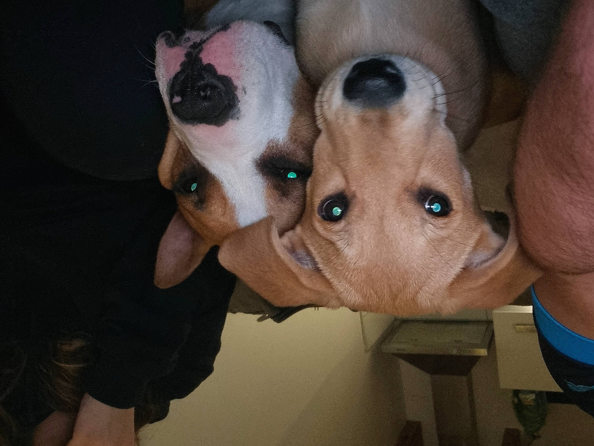 Sosa participe au concours pour gagner de l'argent avec cette photo : canidae, carnivore, companion_dog, dog, dog_breed, dog_clothes, ear, fawn, fun, fur, hat, jaw, nose, personal_protective_equipment, snout, sporting_group, toy_dog, whiskers, working_animal, wrinkle