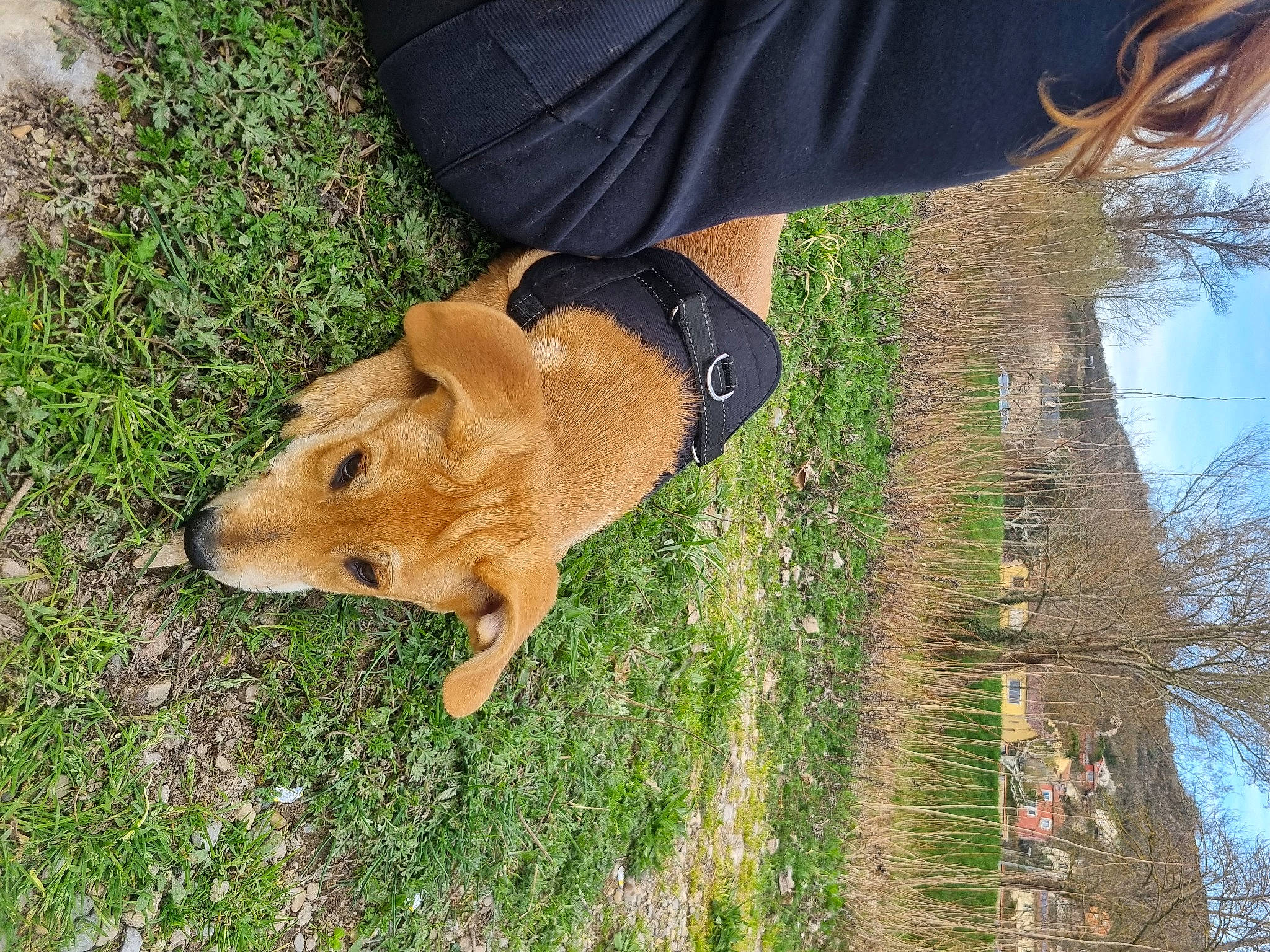 Sosa participe au concours pour gagner de l'argent avec cette photo : canidae, carnivore, companion_dog, dog, dog_breed, fawn, fur, grass, human_leg, plant, sky, snout, sporting_group, street_dog, tail, tree, trunk, whiskers, wood, working_animal