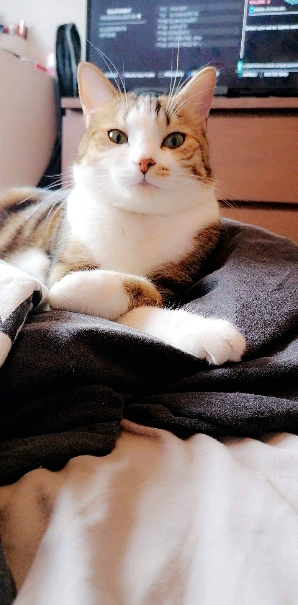 Onyx a rejoint le concours — aidez-le/la à gagner de superbes lots ! aegean_cat, american_shorthair, american_wirehair, asian, burmilla, carnivore, cat, domestic_short_haired_cat, european_shorthair, eye, felidae, fur, kitten, mammal, ojos_azules, paw, small_to_medium_sized_cats, turkish_angora, turkish_van, whiskers