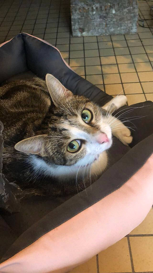 Joséphine a rejoint le concours — aidez-le/la à gagner de superbes lots ! carnivore, cat, claw, comfort, couch, domestic_short_haired_cat, door, felidae, flooring, foot, fur, human_leg, nail, paw, sitting, small_to_medium_sized_cats, snout, tail, whiskers, window