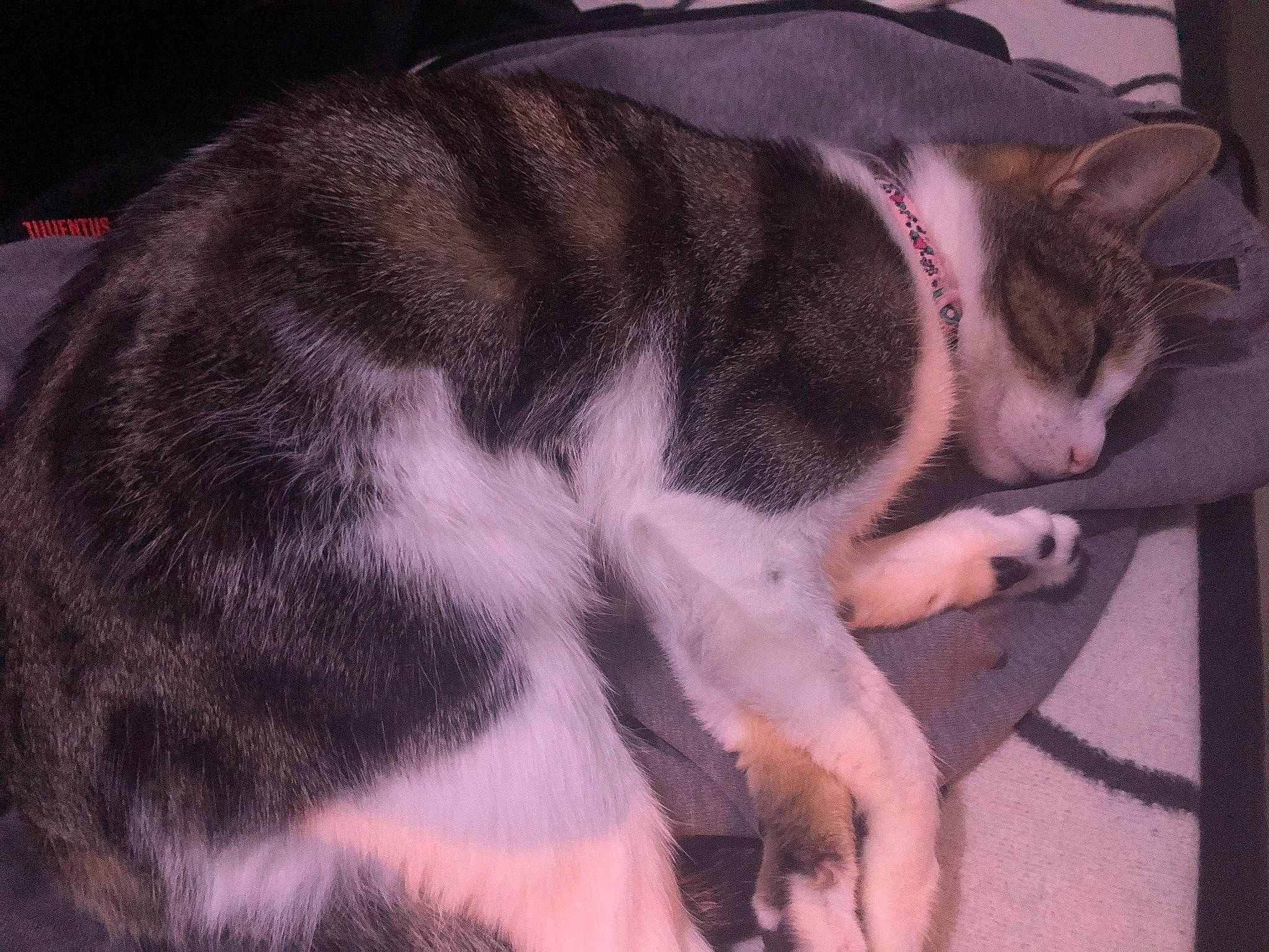 Joséphine a rejoint le concours — aidez-le/la à gagner de superbes lots ! canidae, carnivore, cat, claw, comfort, companion_dog, dog_breed, domestic_short_haired_cat, fawn, felidae, fur, grey, lap, nap, paw, small_to_medium_sized_cats, snout, sporting_group, tail, whiskers