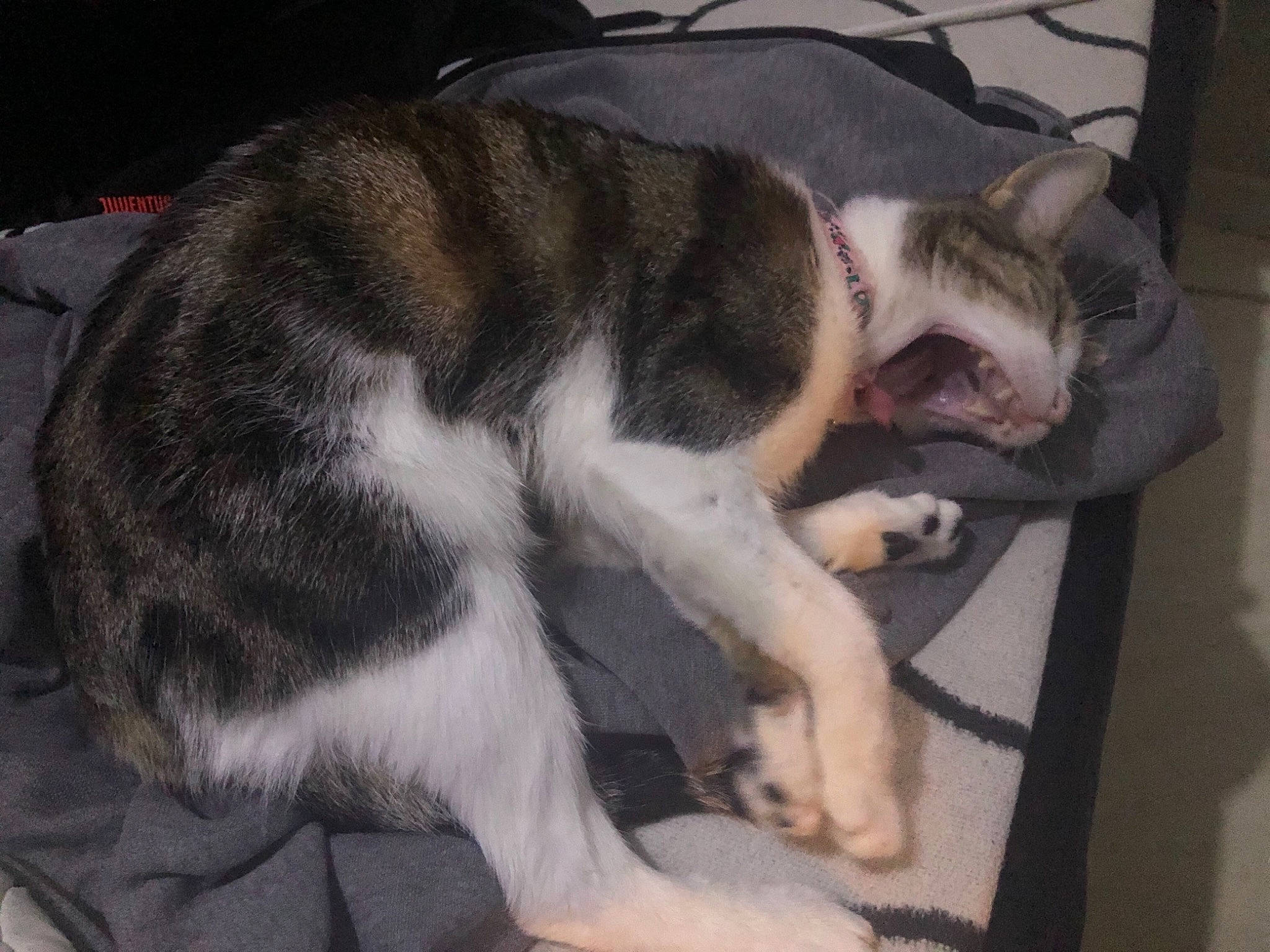 Joséphine a rejoint le concours — aidez-le/la à gagner de superbes lots ! canidae, carnivore, cat, claw, comfort, companion_dog, dog_breed, domestic_short_haired_cat, fawn, felidae, fur, nap, non_sporting_group, paw, sleep, small_to_medium_sized_cats, snout, sporting_group, tail, whiskers