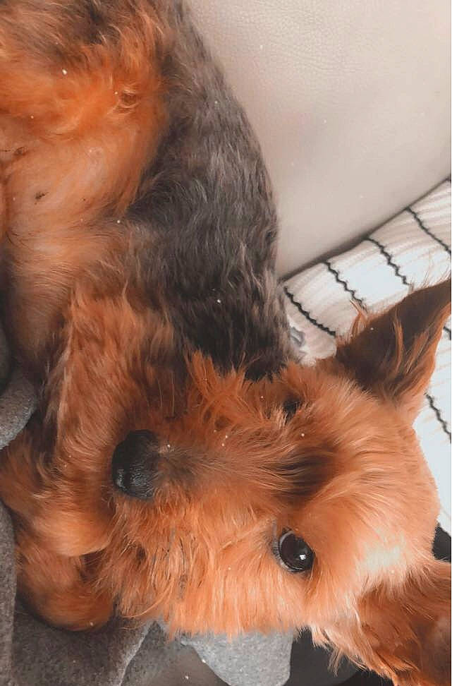 Câlin participe au concours pour gagner de l'argent avec cette photo : australian_silky_terrier, australian_terrier, canidae, carnivore, companion_dog, dog, dog_breed, dog_supply, fawn, fur, liver, puppy_love, small_terrier, snout, sporting_group, terrier, toy_dog, working_animal, yorkipoo, yorkshire_terrier