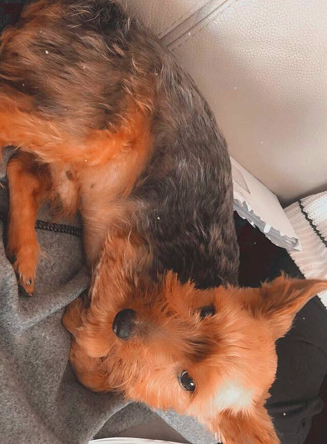 Câlin a rejoint le concours — aidez-le/la à gagner de superbes lots ! canidae, carnivore, companion_dog, dog, dog_breed, ear, fawn, felidae, fur, liver, paw, small_terrier, small_to_medium_sized_cats, snout, sporting_group, tail, terrier, toy_dog, whiskers, working_animal