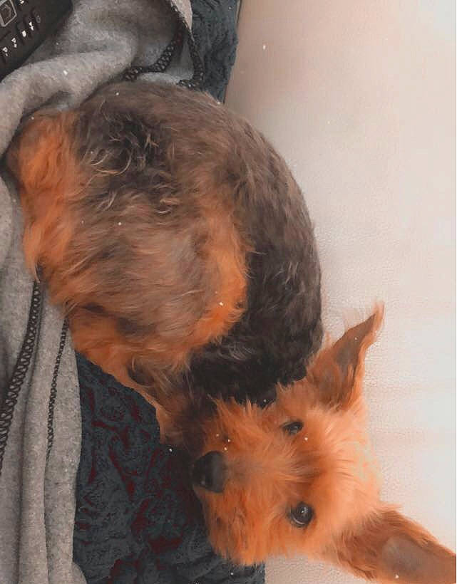 Câlin a rejoint le concours — aidez-le/la à gagner de superbes lots ! canidae, carnivore, companion_dog, dog, dog_breed, dog_supply, ear, fawn, fur, liver, small_terrier, snout, sporting_group, tail, terrier, toy_dog, whiskers, working_animal, wrinkle