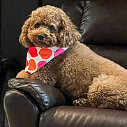 Jaxx is registered to the contest to win money with this photo: dog, poodle, brown_dog, curly_fur, bandana, polka_dots, leather_chair, pet, animal, indoor, resting, cute, cozy, furniture, portrait, mammal, companion, domestic_animal, relaxed, cute_pet