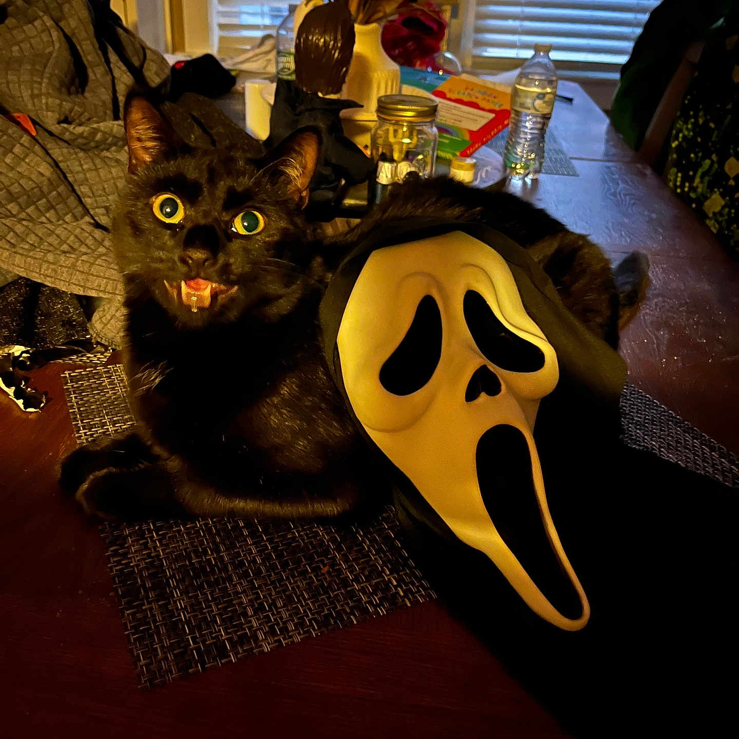 Raven joined the competition — help win amazing prizes! background, black_cat, cat, clothing, dark_fur, decor, flowers, halloween, household_items, indoor, mask, open_mouth, plush_toy, scream_mask, spooky, table, vase, water_bottle, wide_eyes, window_blinds