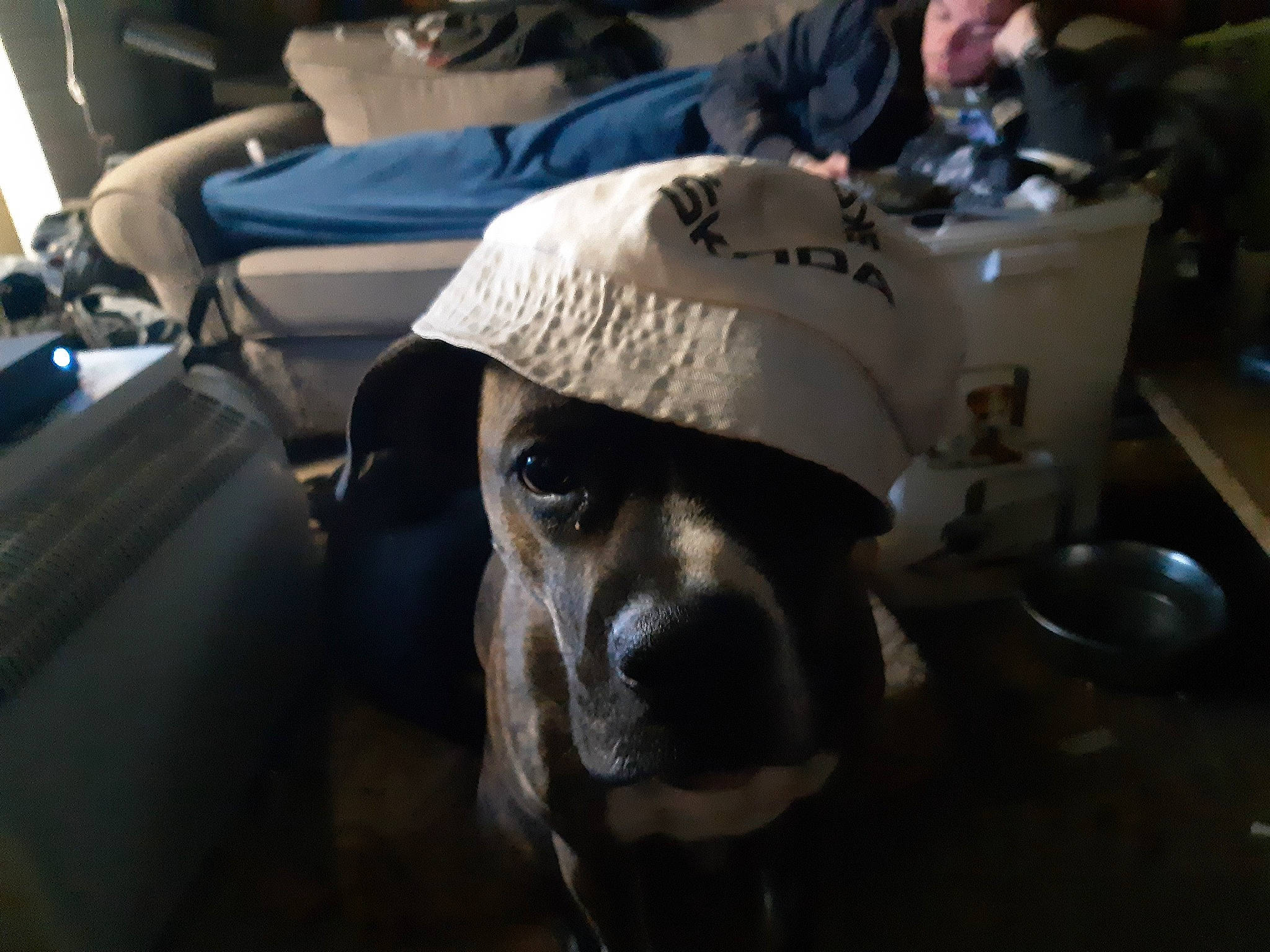 Kally participe au concours pour gagner de l'argent avec cette photo : canidae, headgear, helmet, personal_protective_equipment, snout, vehicle