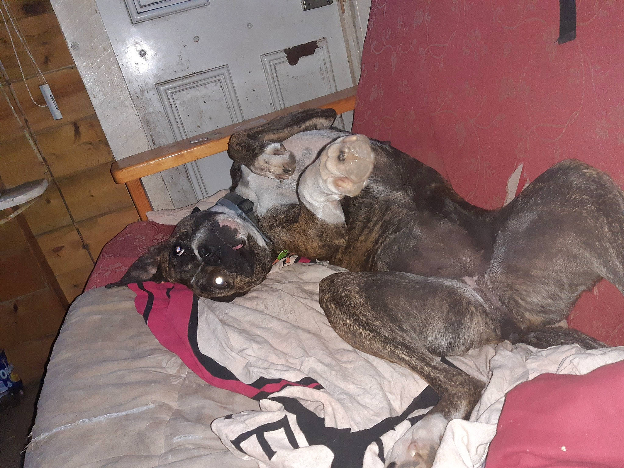 Kally a rejoint le concours — aidez-le/la à gagner de superbes lots ! canidae, carnivore, dog, dog_breed, fawn, mammal, non_sporting_group