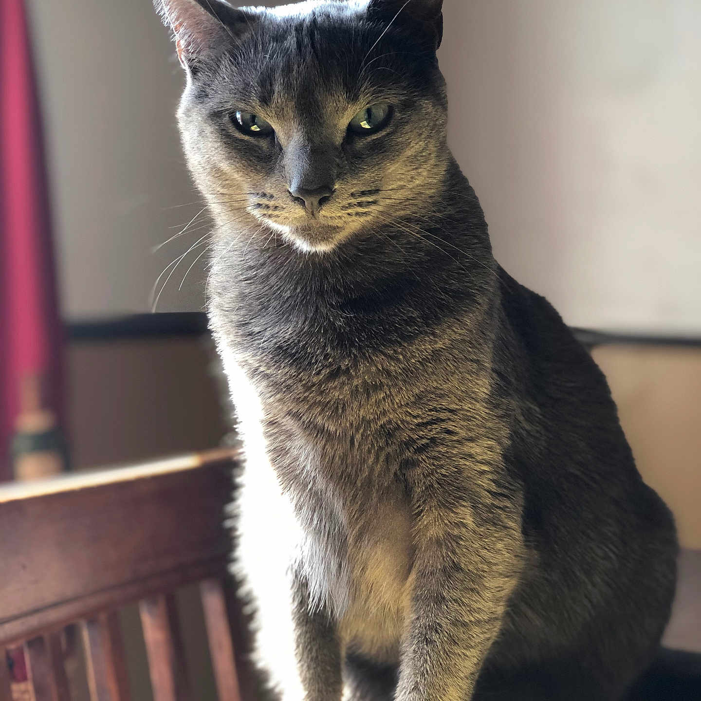 Gracie joined the competition — help win amazing prizes! animal, calm, cat, chair, daylight, domestic, ears, eyes, feline, focused, fur, grey_cat, indoor, natural_light, pet, portrait, shadow, sitting, whiskers, wooden_furniture