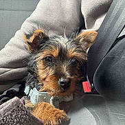 Vincent is registered to the contest to win money with this photo: dog, puppy, car_seat, seatbelt, blanket, furry, pet, animal, brown, black, closeup, cute, cozy, indoors, resting, young, collar, companion, comfort, travel