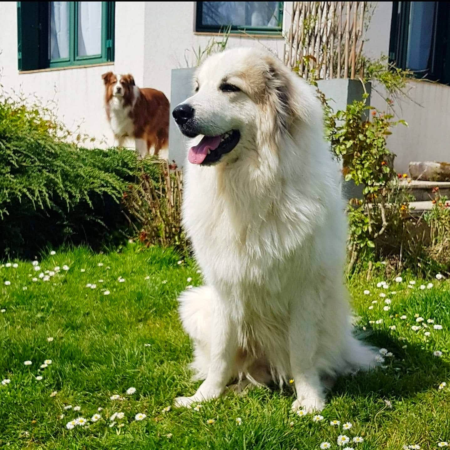 Raven a rejoint le concours — aidez-le/la à gagner de superbes lots ! ancient_dog_breeds, carnivore, companion_dog, dog, dog_breed, fang, fence, grass, great_pyrenees, groundcover, herding_dog, plant, sporting_group, terrestrial_animal, whiskers, window, working_dog, yard