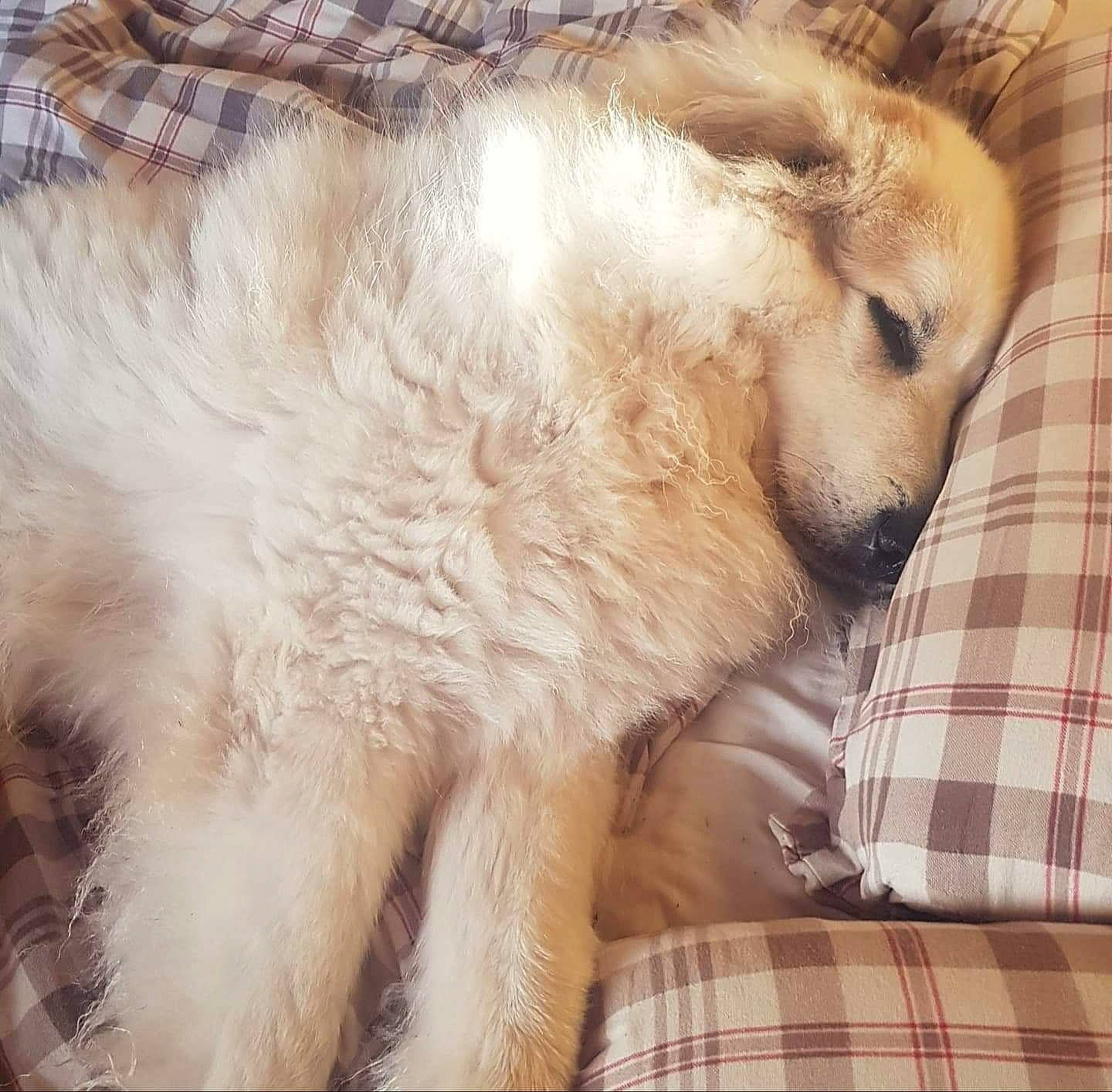 Raven a rejoint le concours — aidez-le/la à gagner de superbes lots ! canidae, carnivore, claw, companion_dog, dog, dog_breed, fawn, fur, pattern, paw, plaid, puppy, snout, sporting_group, tail, tartan, terrestrial_animal, whiskers, working_animal