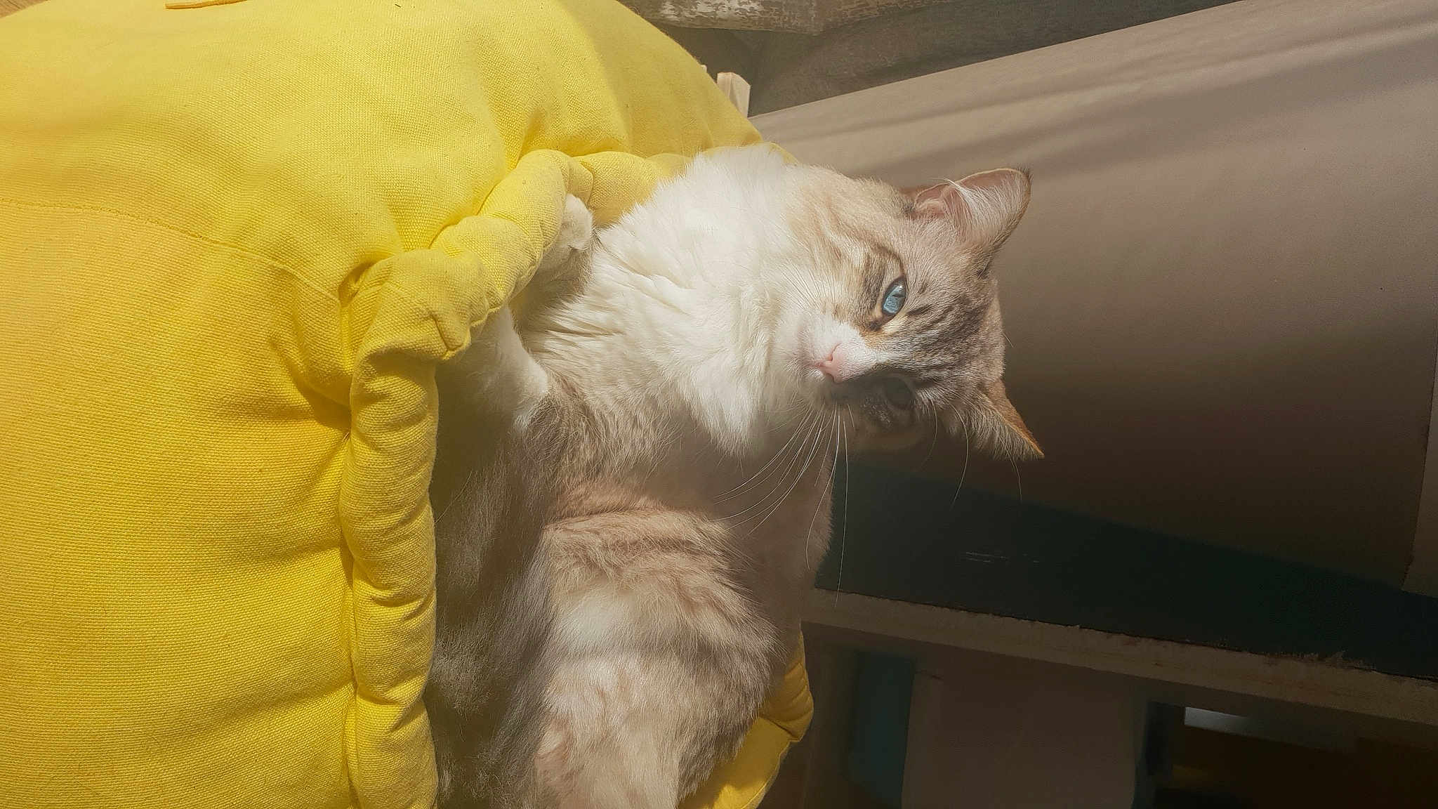 Loona