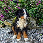 Aria a rejoint le concours — aidez-le/la à gagner de superbes lots ! dog, puppy, bernese_mountain_dog, sitting, gravel, flowers, purple_flowers, greenery, outdoor, nature, plants, fur, cute, pet, animal, young_dog, rock, leaf, garden, sunlight