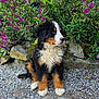 animal, bernese_mountain_dog, cute, dog, flowers, fur, garden, gravel, greenery, leaf, nature, outdoor, pet, plants, puppy, purple_flowers, rock, sitting, sunlight, young_dog
