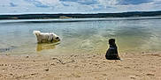 Aria participe au concours pour gagner de l'argent avec cette photo : animal, beach, calm, canine, cloudy_sky, daytime, dog, forest, lake, landscape, nature, outdoor, peaceful, reflection, sand, scenic, shore, sitting, wading, water