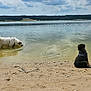 Aria participe au concours pour gagner de l'argent avec cette photo : dog, lake, water, sand, beach, cloudy_sky, forest, nature, outdoor, animal, wading, sitting, calm, scenic, daytime, reflection, landscape, canine, shore, peaceful