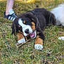animal, bernese_mountain_dog, canine, casual, chewing, collar, daylight, dog, footwear, grass, legs, nature, outdoor, person, pet, playful, puppy, shorts, stick, summer