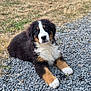Aria participe au concours pour gagner de l'argent avec cette photo : puppy, bernese_mountain_dog, dog, animal, pet, outdoor, grass, stone, fur, lying_down, cute, young, nature, brown, black, white, eyes, nose, ears, portrait