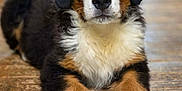Aria participe au concours pour gagner de l'argent avec cette photo : bernese_mountain_dog, puppy, dog, animal, pet, fur, black_fur, white_fur, brown_fur, cute, lying_down, wooden_floor, close_up, portrait, indoor, young_dog, mammal, canine, adorable, looking_at_camera