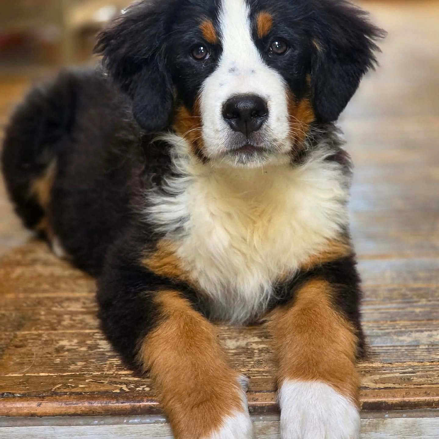 Aria participe au concours pour gagner de l'argent avec cette photo : adorable, animal, bernese_mountain_dog, black_fur, brown_fur, canine, close_up, cute, dog, fur, indoor, looking_at_camera, lying_down, mammal, pet, portrait, puppy, white_fur, wooden_floor, young_dog