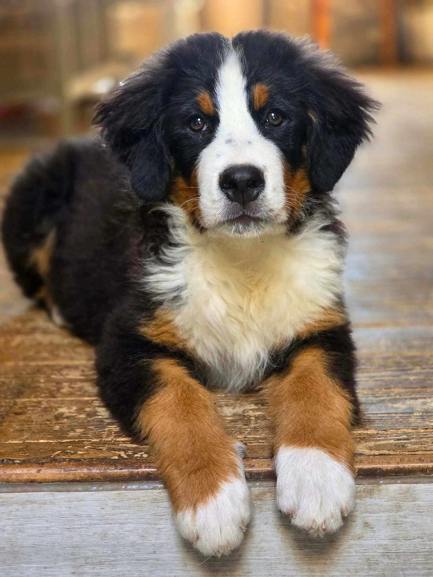 Aria participe au concours pour gagner de l'argent avec cette photo : bernese_mountain_dog, puppy, dog, animal, pet, fur, black_fur, white_fur, brown_fur, cute, lying_down, wooden_floor, close_up, portrait, indoor, young_dog, mammal, canine, adorable, looking_at_camera