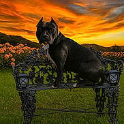 Lyla is registered to the contest to win money with this photo: dog, black_dog, bench, garden, flowers, sunset, sky, clouds, grass, nature, outdoor, park, ornate_bench, landscape, pet, animal, summer, scenic, field, flower_bed