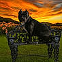 dog, black_dog, bench, garden, flowers, sunset, sky, clouds, grass, nature, outdoor, park, ornate_bench, landscape, pet, animal, summer, scenic, field, flower_bed