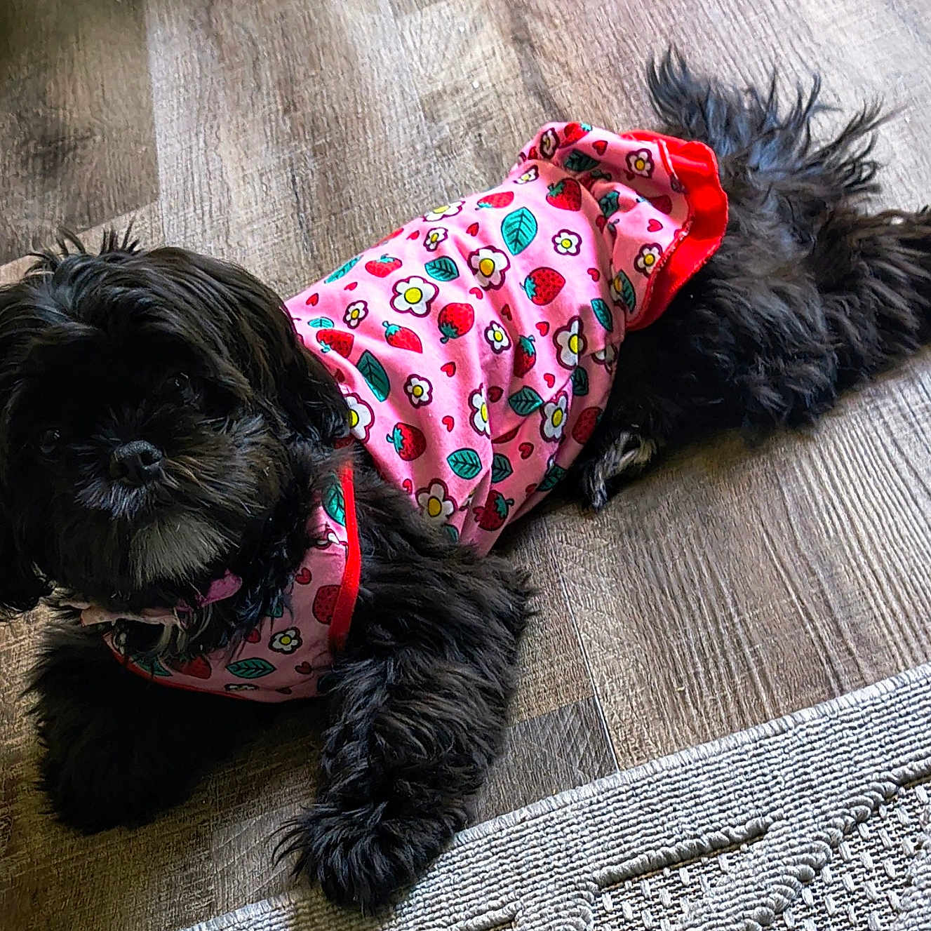 Abby is registered to the contest to win money with this photo: adorable, animal, black_dog, canine, clothing, cute, dog, domestic_animal, floor, flower_pattern, fluffy, fur, indoor, laying_down, pet, pink_outfit, playful, relaxed, strawberry_pattern, wooden_floor