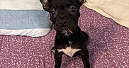 Gigi is registered to the contest to win money with this photo: puppy, dog, black_dog, bed, pillow, toy, indoor, pet, small_dog, ears, white_markings, curious, looking_up, cute, animal, young_dog, floor_covering, patterned, resting, playful