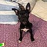 puppy, dog, black_dog, bed, pillow, toy, indoor, pet, small_dog, ears, white_markings, curious, looking_up, cute, animal, young_dog, floor_covering, patterned, resting, playful