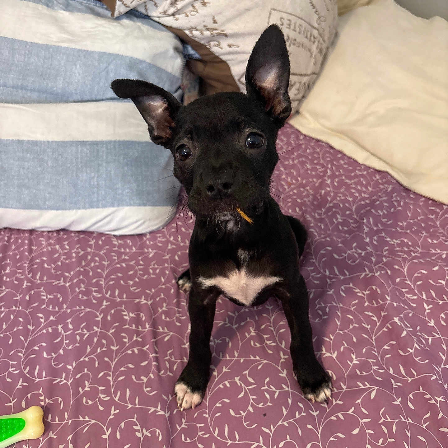 Gigi is registered to the contest to win money with this photo: puppy, dog, black_dog, bed, pillow, toy, indoor, pet, small_dog, ears, white_markings, curious, looking_up, cute, animal, young_dog, floor_covering, patterned, resting, playful