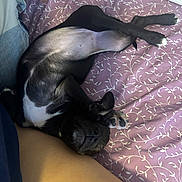 Gigi is registered to the contest to win money with this photo: dog, black_and_white, lying_down, bed, bedding, paw, fur, pet, sleeping, resting, cozy, indoor, purple, pattern, human_leg, relaxed, cute, animal, companion, sleep