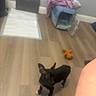 Gigi joined the competition — help win amazing prizes! dog, puppy, black_dog, wooden_floor, pet_crate, blanket, pee_pad, toy, indoor, room, wall, baseboard, person_arm, flooring, pet_accessory, crate_door, corner, small_dog, animal, household