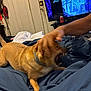 Melody is registered to the contest to win money with this photo: dog, bed, person, hand, indoor, television, door, blanket, playing, brown_dog, collar, canine, furniture, room, animal, pet, interaction, motion_blur, living_room, gaming