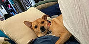 Melody is registered to the contest to win money with this photo: dog, bed, pillow, blanket, collar, indoor, relaxed, brown_dog, pet, fur, ear, face, paw, comfort, cozy, room, clothes, hat, furniture, home