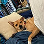dog, bed, pillow, blanket, collar, indoor, relaxed, brown_dog, pet, fur, ear, face, paw, comfort, cozy, room, clothes, hat, furniture, home