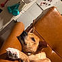 Melody is registered to the contest to win money with this photo: dog, brown_dog, leather_couch, relaxed, indoor, kitchen, measuring_cups, fridge, magnets, notes, fur, paw, ear, snout, pet, home, cozy, resting, animal, domestic