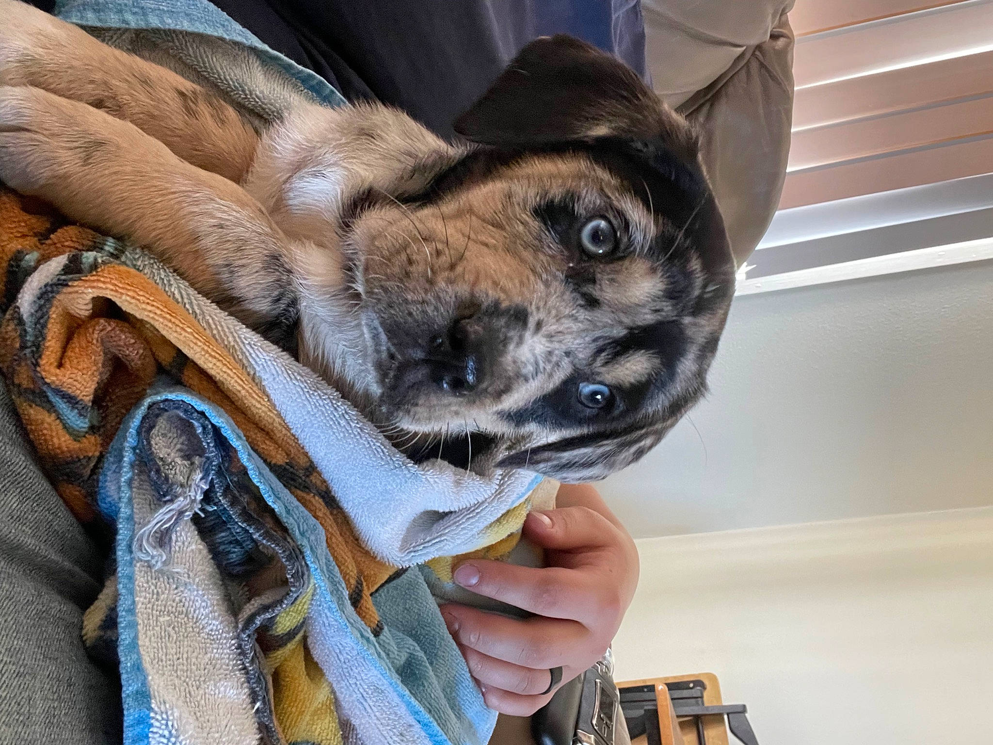 Oakley is registered to the contest to win money with this photo: ancient_dog_breeds, canidae, carnivore, collar, companion_dog, dog, dog_breed, dog_collar, ear, fawn, fur, guard_dog, non_sporting_group, paw, snout, sporting_group, terrestrial_animal, whiskers, working_animal, wrinkle