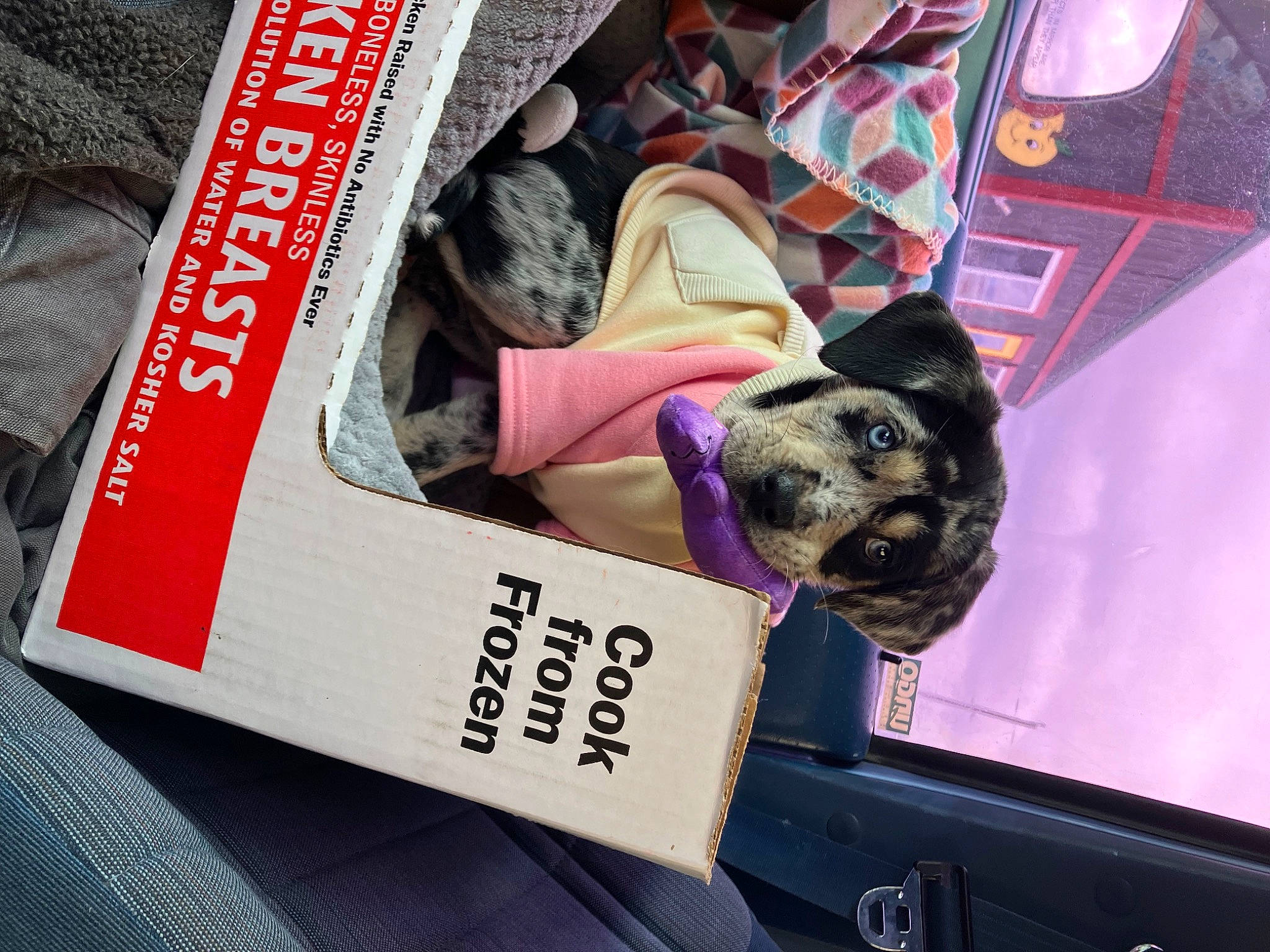 Oakley is registered to the contest to win money with this photo: auto_part, automotive_design, automotive_exterior, canidae, carnivore, companion_dog, dog, dog_breed, eyewear, family_car, font, fur, magenta, motor_vehicle, publication, snout, sporting_group, toy_dog, vehicle, vehicle_door