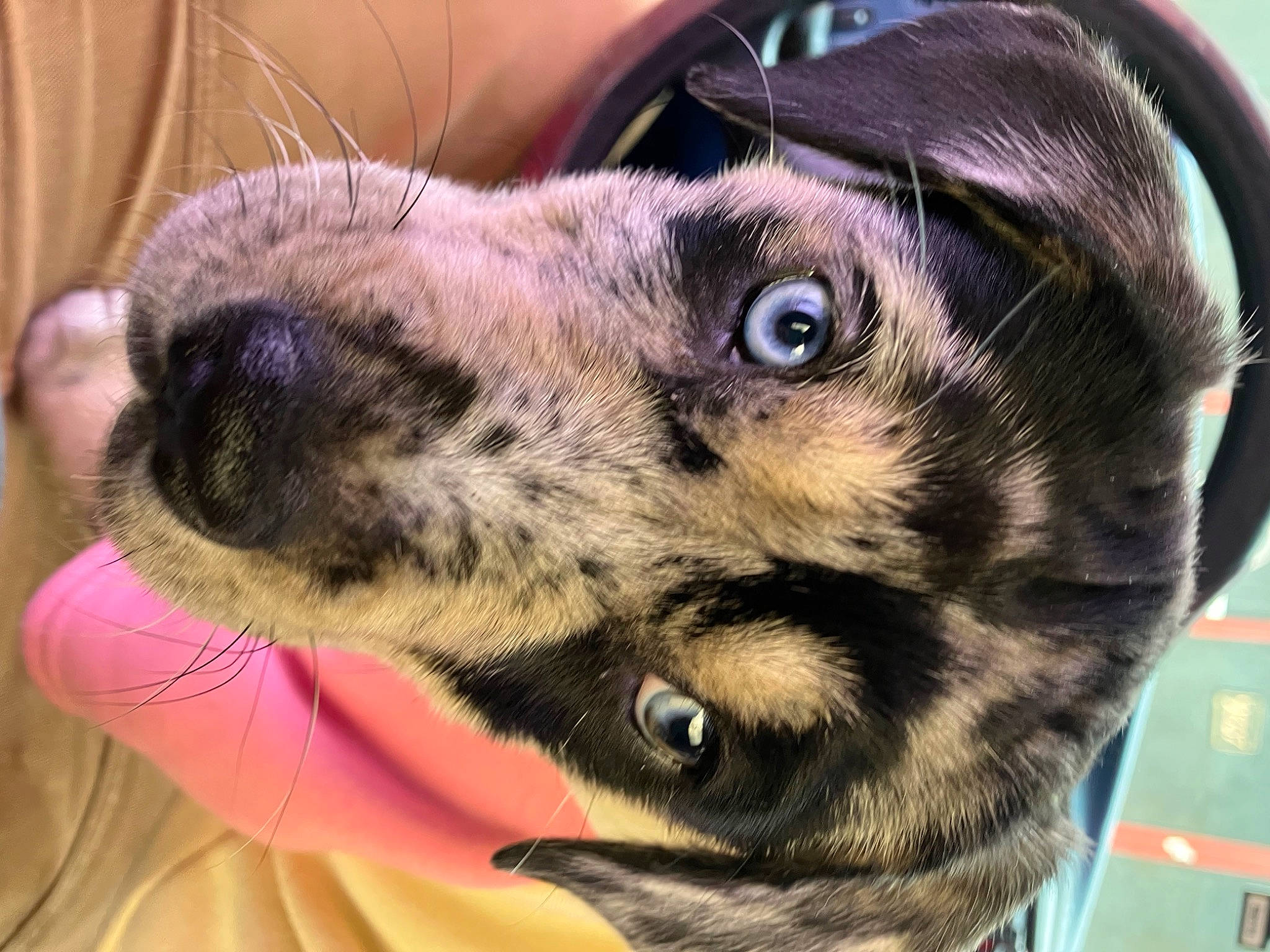 Oakley is registered to the contest to win money with this photo: canidae, carnivore, close_up, collar, companion_dog, dog, dog_breed, ear, fawn, fur, guard_dog, paw, photography, snout, sporting_group, terrestrial_animal, whiskers, wildlife, working_animal, working_dog