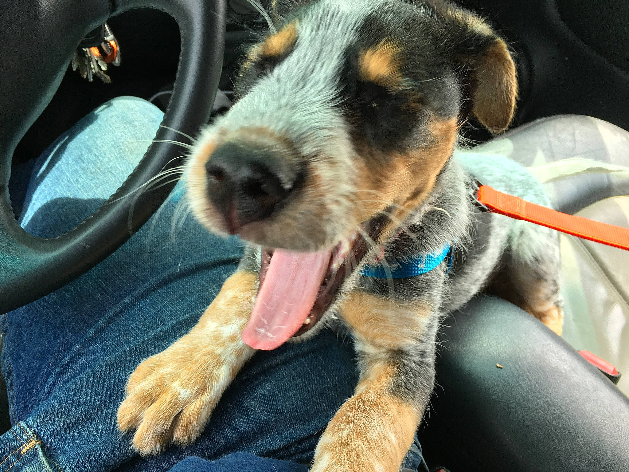 Rosco joined the competition — help win amazing prizes! canidae, car_seat, carnivore, collar, companion_dog, dog, dog_breed, dog_collar, fawn, fur, leash, paw, snout, sporting_group, steering_wheel, vehicle, vehicle_door, whiskers, windshield, working_animal