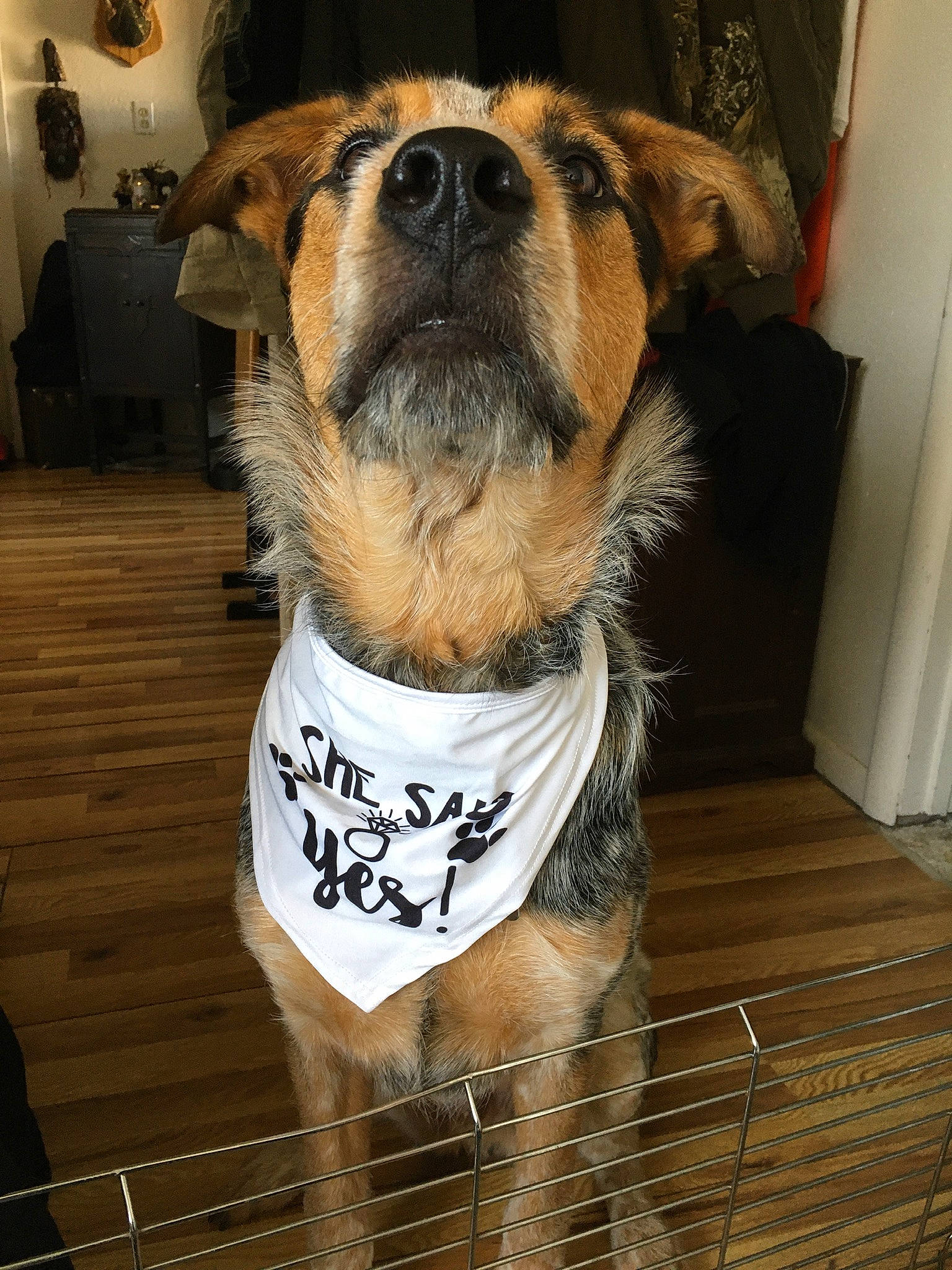 Rosco is registered to the contest to win money with this photo: canidae, carnivore, collar, companion_dog, dog, dog_breed, dog_collar, dog_supply, fawn, flooring, fur, hardwood, houseplant, pet_supply, snout, sporting_group, whiskers, wood, working_animal, working_dog